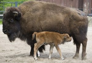 Bison calf "Bela" stands next to his mother "Nadine" in their enclosure at the zoo in Berlin on May 3, 2013. "Bela" was born on April 28, 2913 at the zoo. AFP PHOTO / Jan-Philipp Strobel / GERMANY OUT